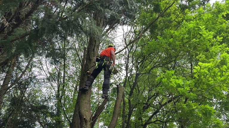 Reliable Columbus, TX Tree Removal and Landscaping Services Solutions